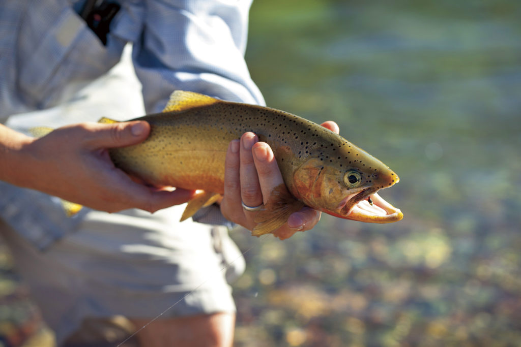 In Montana, the Trout Rise as Surely as the Sun